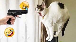Hilarious Cats and Dogs  Funniest Animals 2024