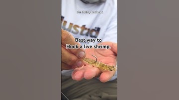 The best way to hook a live shrimp when you