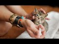 LoFi Kittens video