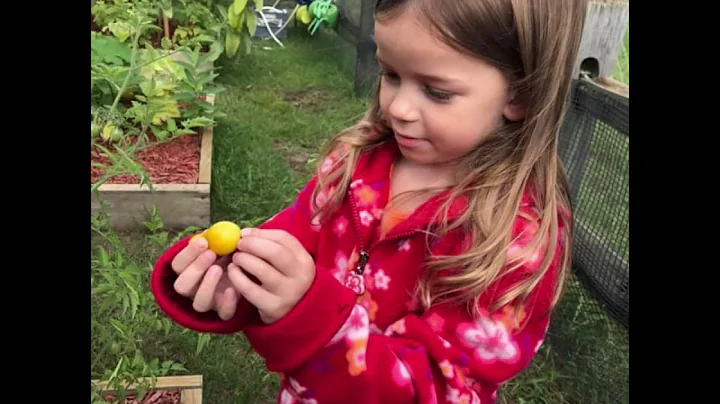 Parental Choice and Perceived Benefits of a Reggio...