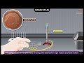 Mastering The Gram Stain Technique In Microbiology