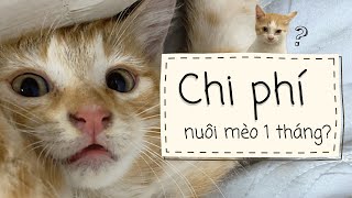 Nuôi mèo hết bao nhiêu tiền? (tiết kiệm nhất)