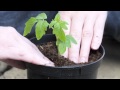 ¿Cómo cuidar una planta de sombra?