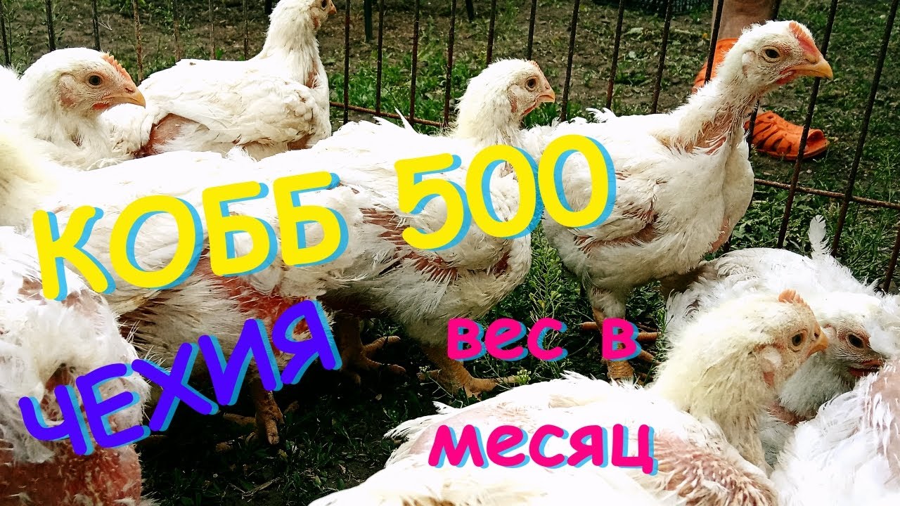 Куры кобб 500 чехия