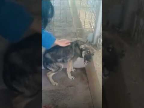 Video: Dapatkah anjing trauma setelah diserang?