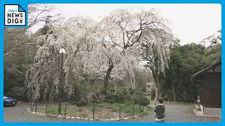 週末は各地で桜が見頃に 名古屋の名所では花見を楽しむ人たちも…｢きれい｣｢また満開の日にも来たい｣