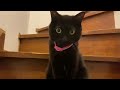 A cat that greets you with "Welcome home" [Talking Cat]