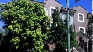 The Only Golden Penda Tree In Victoria Street, Spring Hill, Brisbane, Australia