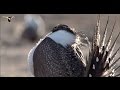 Sage Grouse Mating Display Quiz