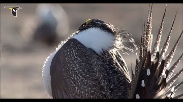 The Male Display