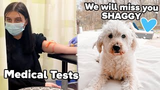 R.I.P. Shaggy 💔 | Medical Tests...Finally getting some answers