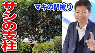 マキの門被りのサシに支柱をかけるやり方【庭師が解説】 - YouTube