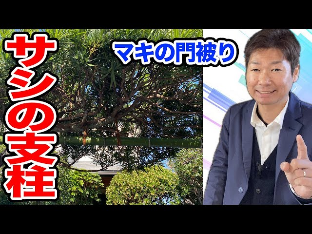 マキの門被りのサシに支柱をかけるやり方【庭師が解説】 - YouTube