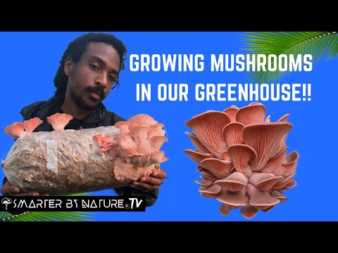 Video: How To Grow Mushrooms In Greenhouses