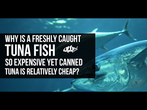 Video: Perché il tonno striato costa meno?