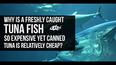 why is a freshly caught tuna fish so expensive yet canned tuna is relatively cheap