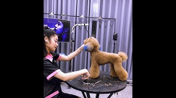 Hướng dẫn cắt tỉa lông Poodle full body - Groomer: Giang Trịnh Pets Icon International Vietnam.