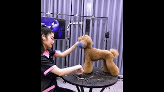 Hướng dẫn cắt tỉa lông Poodle full body  Groomer: Giang Trịnh Pets Icon International Vietnam.