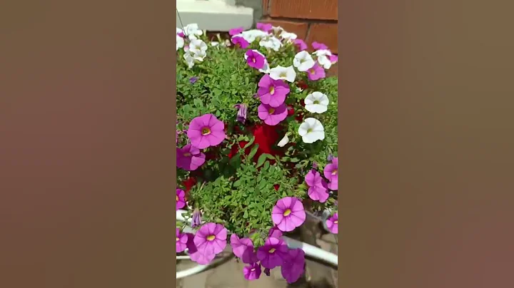 Name:Petunias.keep soil moist but not soggy,make sure they get enough sun. #flowers #petunias - DayDayNews