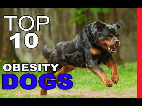 Top 10 Dog Breeds Most Prone to Obesity Part 2
