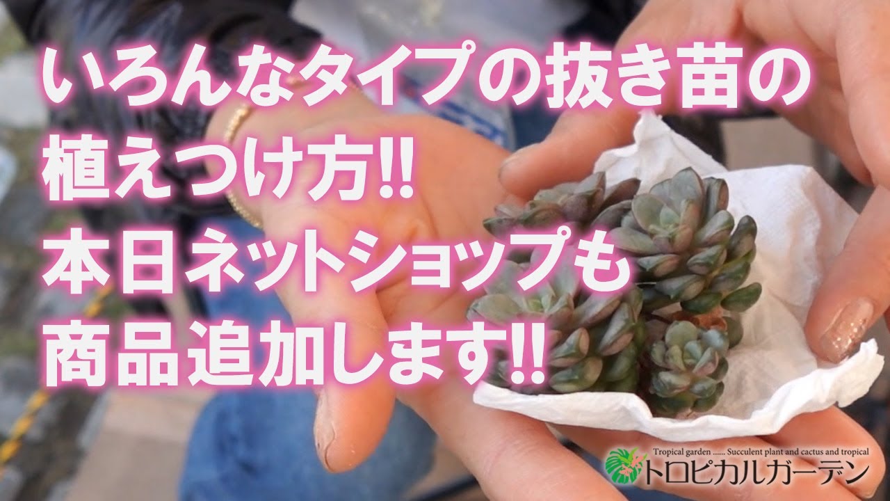 多肉植物】いろんなタイプの抜き苗の植えつけ方!!本日ネットショップも