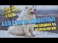 Глазами животных #302. Аллергия на животных. Медицина vs. психология