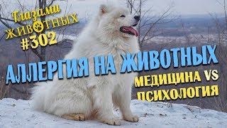 Глазами животных #302. Аллергия на животных. Медицина vs. психология Глазами животных #302. Аллергия на животных. Медицина vs. психология