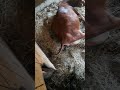 The cows giving birth