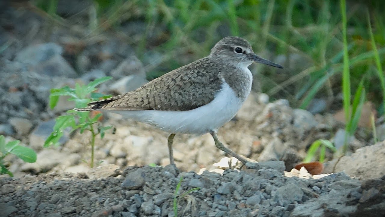 PISÍK OBECNÝ (Actitis hypoleucos) - YouTube