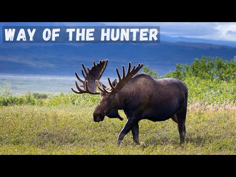 Видео: Way of the Hunter - Охочусь на ЛОСЕЙ.  А СНЕЖНАЯ КОЗА ТУТ ОТКУДА ВЗЯЛАСЬ  # 14