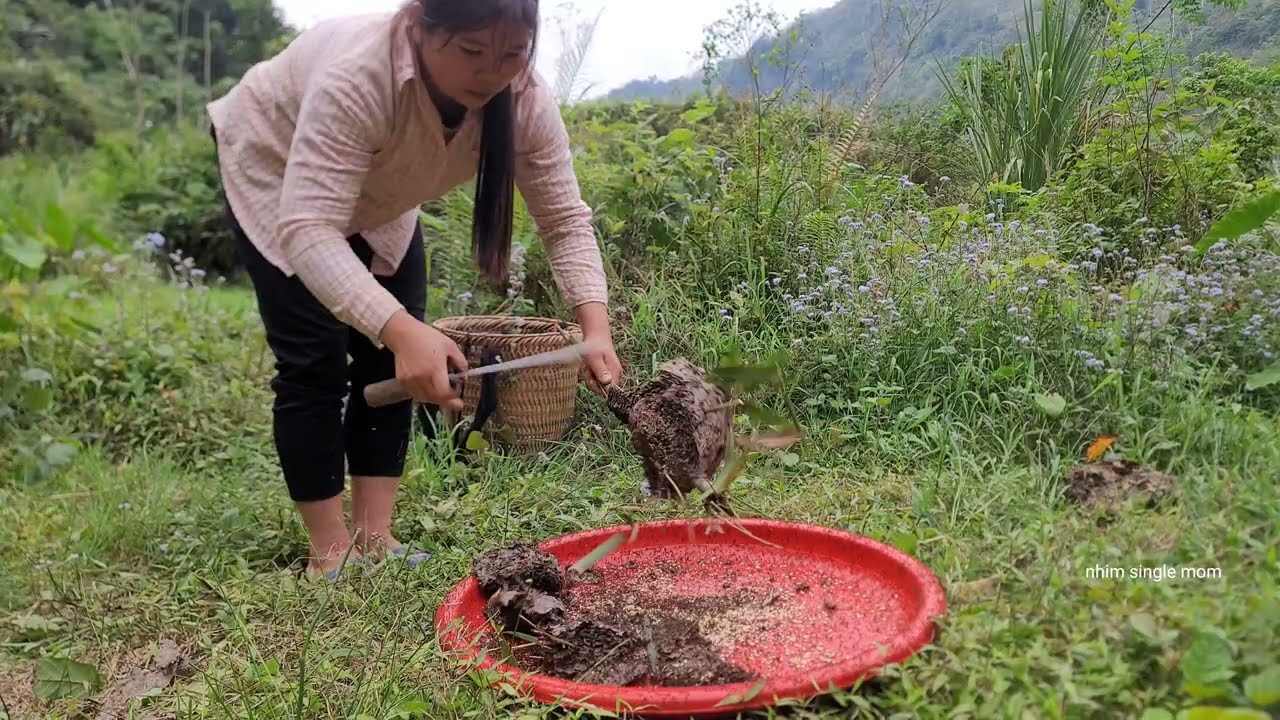 single mother harvests ant eggs to sell