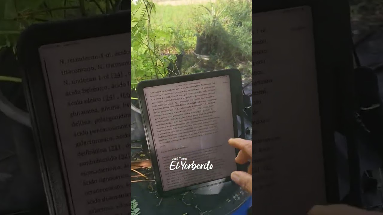 Abrus: El Regaliz Boricua