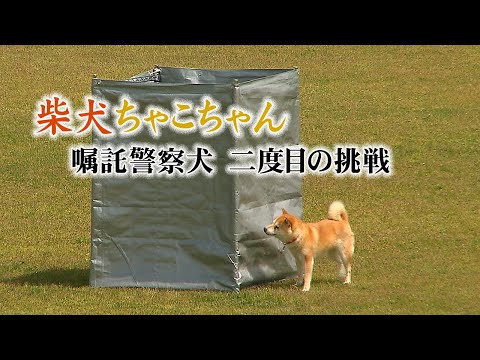 柴犬ちゃこちゃん 嘱託警察犬・二度目の挑戦