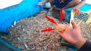 Hewan apa ini‼panen udang lampis