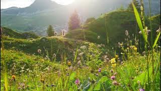 Male Whimpering   Ambient Forest ASMR