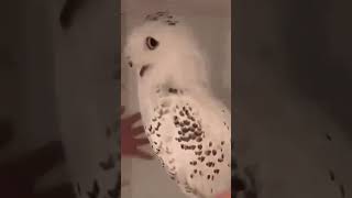 aww cute owl | funny owl 2022 #shorts #funnyanimals #2022 #cuteanimals