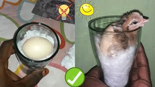 Glass incubator Hatching Result 100% \/\/ Sunlight chicken hatching Without Bulb \/\/ Incubator egg