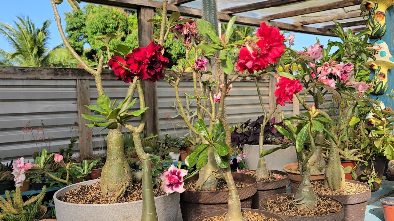 TRANSPLANTANDO ROSAS DEL DESIERTO O ADENIUN