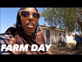 Unexpected farm day in hargeisa somaliland 2024