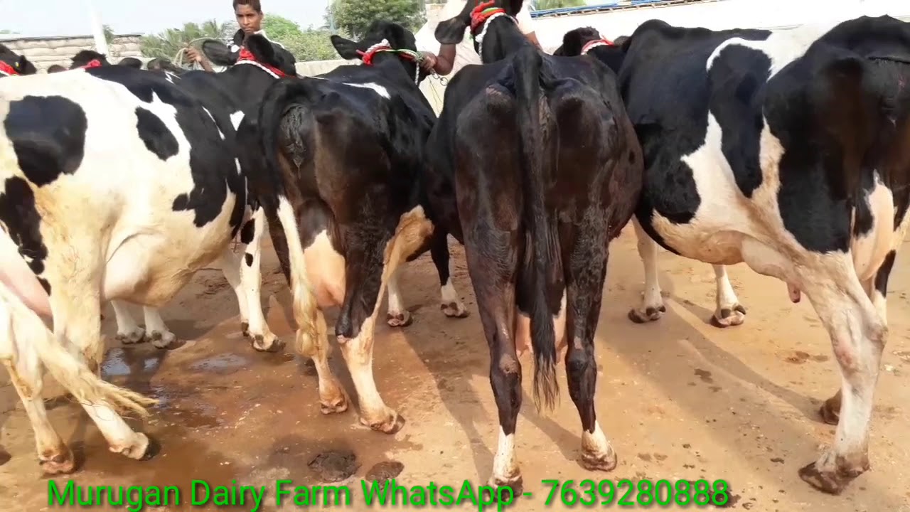 HF COWS (20 TO 30 LITRES) FOR SALE IN KERALA,TAMILNADU Whatsapp