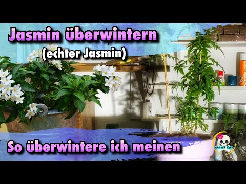 Video: Gelber Jasmin - Nützliche Eigenschaften Und Verwendung Von Gelbem Jasmin, Pflege. Jasmin Drinnen