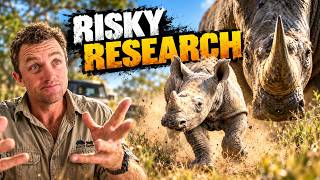 Catching black rhino for science!