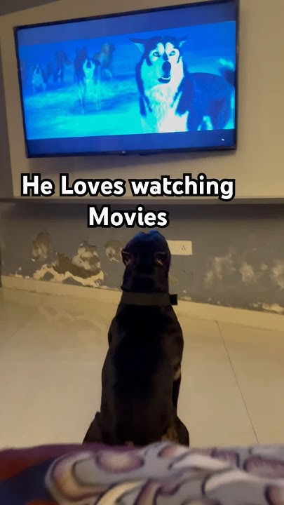 My Blind Dog Loves Watching This Movie Pitbull Max love watching Movies 🎥 #pitbulldog #movie #watching #dog #