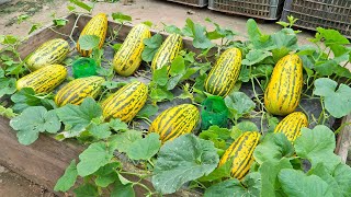 I didn't expect that growing yellow watermelons on pallets is so much and so sweet