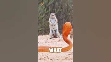 Brave Mongoose Guest Saves Squirrels From a Cobra Attack