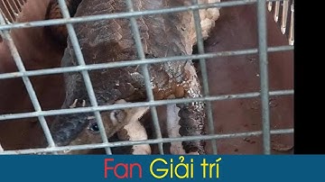 Tê tê quý hiếm được 2 kỹ sư nhặt khi tập thể dục ở TP.HCM