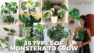 15 Jenis Monstera yang Tumbuh |.jenis tanaman monstera |