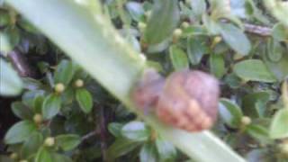 Interlude - Nature slideshow 3