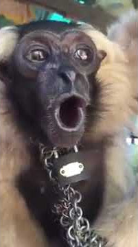 Download lagu Status wa monyet lucu banget #4