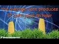 Corn facts